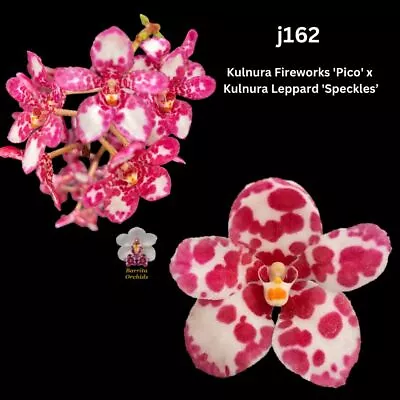 Sarcochilus Orchid Seedling. J162 (Kulnura Fireworks 'Pico' X Kulnura Leppard 'S • $13.50