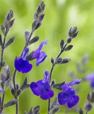 Salvia Blue Note Perennial Plant Ornamental Sage Deep Blue Flowers 9cm Pot • £8.89