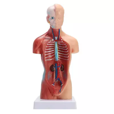 Human Torso Body Anatomy Anatomical Model Heart Brain Skeleton Medical Teach USA • $40.84