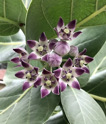 10 Fresh Calotropis Procera Seeds Crown Flower Giant Purple Milkweed Monarch • $4.99