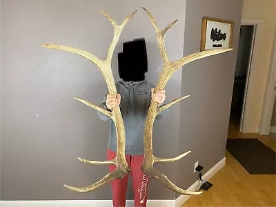 Matched Set 6x6 ELK ANTLERS SHEDS WILD IDAHO HORN DECOR DEER MOOSE Rustic Decor • $349.99