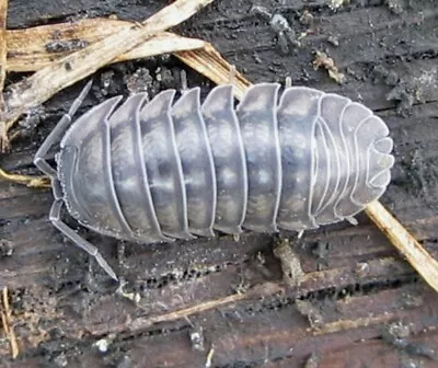 12+ Armadillidium Nasatum Grey Isopods• Live•Reptiles•Feeders•Insects•Bioactive • $10