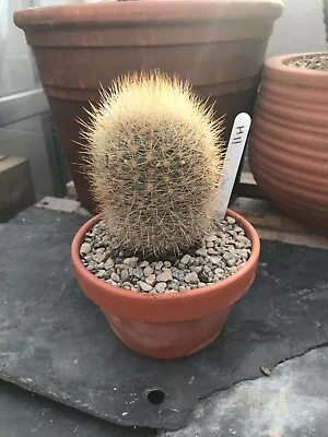 Lot:H11 Matucana Herzogiana Cactus Plant In 13cm Clay Pot • £19.99