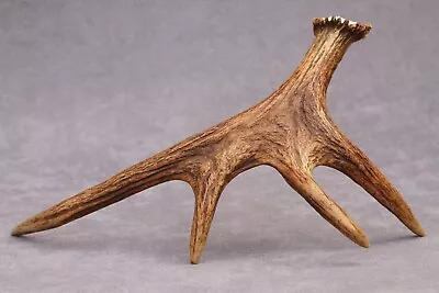 Naturally Shed Wild Moose Antler Self Standing Horn Knife Carving Chew Lamp • $130