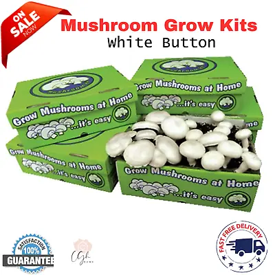 Mushroom Grow Kits - White Button Oyster Bag Block Mushrooms Ready Spawn Gourmet • $57.34
