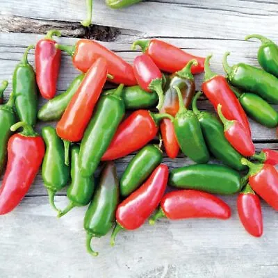 15 Jalapeno Pepper Seeds • £2.39