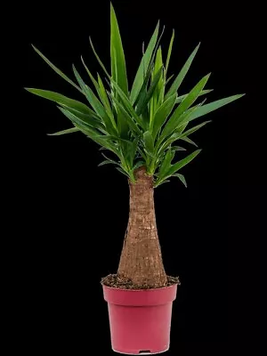 Large Yucca Maya Tree Evergreen  Plant In 19cm Pot Elephantipes  90 Cm Height  • £29.50