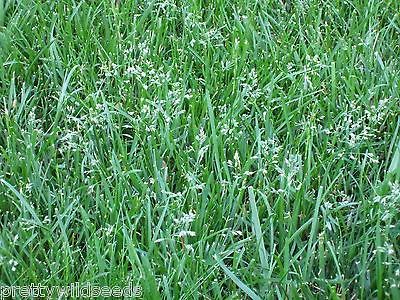 TALL Fescue Grass Seed Lawn Seed  Amenity Type 50g To 5kg Seeds • £2.99