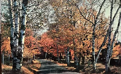 1959 Milford PA Pike County Pennsylvania Twin Lakes Vintage Postcard Birch Trees • $4.99