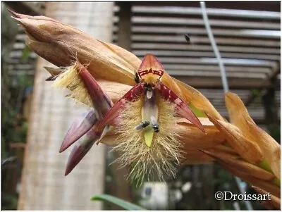 $10 • Buy Orchid Species Bulbophyllum Schinzianum X Self.