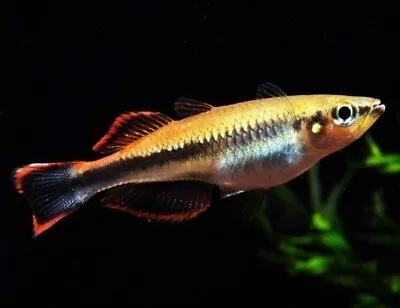 6 X Madagascar Rainbow Fish Bedotia Madagascarensis 4cm • £50