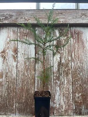 Coast Redwood Tree - Sequoia Sempervirens 🌲 40-60cm Tall 🇬🇧 UK Grown Tall Pot • £19.49