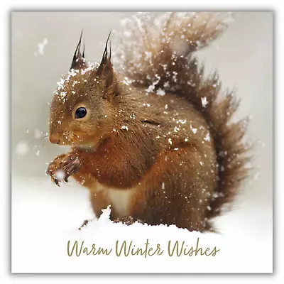 Mind Charity Christmas Cards Squirrel In The Snow - Pack Of 10 Made In UK • £2.24