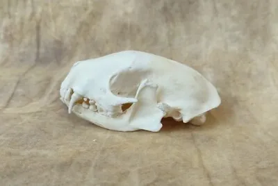 $27.99 • Buy Skunk Skull Taxidermy Real Bones Hunt Cabin Decor Genuine Animal Mount Art Craft