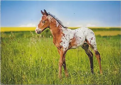 £0.99 • Buy Horse Postcard - Appaloosa 