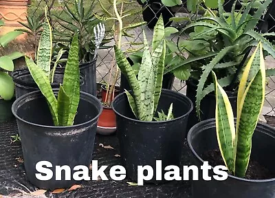 Snake Plant 10  + Tall Mother-In-Law's Tongue Sanseveria Live  • $12