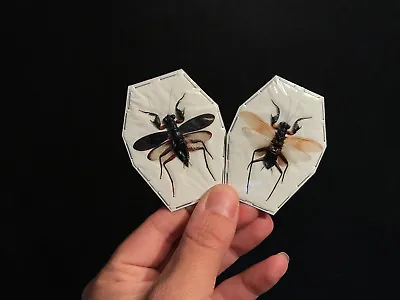 Metalyticus Violaceus A1!! RARE!! Entomologie Collection Mantidae Insects • $74.42