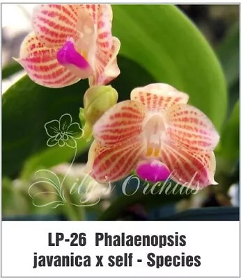 $35 • Buy LP-26 Phalaenopsis Javanica X Sib  -  Fragrant - Species