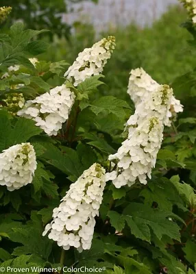 Gatsby Gal™ Oakleaf Hydrangea - 4'' Pot - Proven Winners • $16.99