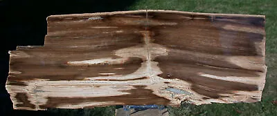 SiS: GIANT 14  VERY WOODY Rip Cut Petrified Wood Plank - McDermitt Oregon • $149