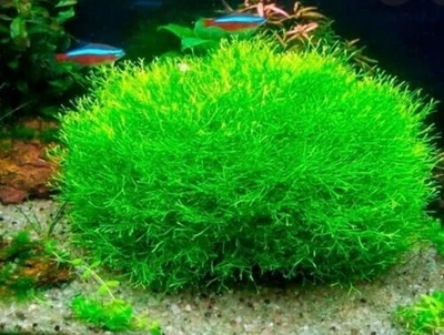 £15 • Buy Ricccia Fluitans 20g - Tropical Aquarium Floating Plant (Easy)