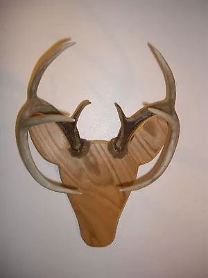 Rackheads Deer Buck Antler Mounting Plaque Kit. Works W/ Sheds. Moose & Elk Avai • $15