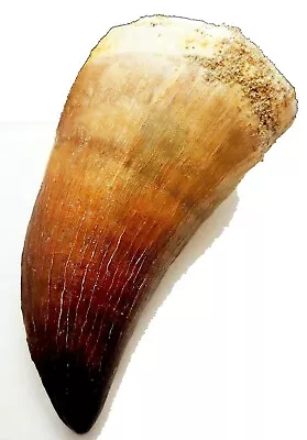 2 Inch Mosasaur Tooth Large Marine Dinosaur Mosasaurus Real Fossil Extinct Large • $32.95