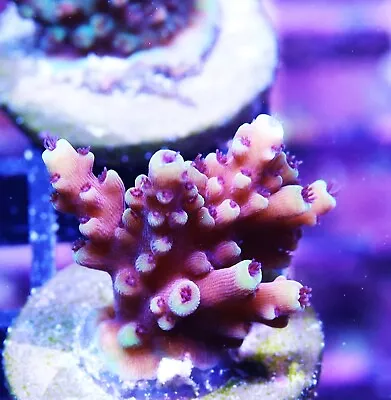 RRC Pink Cadillac Acropora Zoanthids Paly Zoa SPS LPS Corals WYSIWYG • $4.99