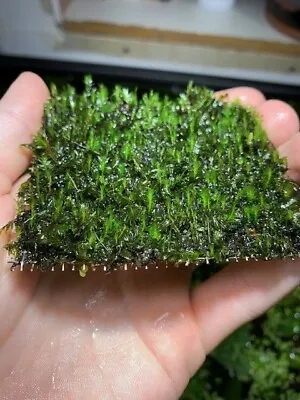 Fissidens Nobilis Moss Easy Live Aquarium Plants Aquatic Plants Aquarium Moss ✅ • $15.99