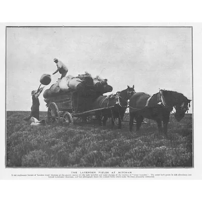 SURREY The Lavender Fields At Mitcham - Antique Print 1901 • £9.99