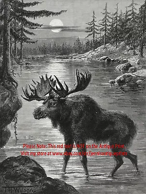 Moose Beautiful Bull Moose In Lake On Full Moon Night Large 1890s Antique Print • $69.95