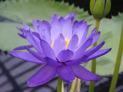 Blue Lotus Nelumbo Nucifera 5 Seeds • £3.99