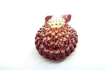 $16.19 • Buy 50 Mm Gloripallium Pallium Pecten Scallop Seashell Shell 2  From Thailand