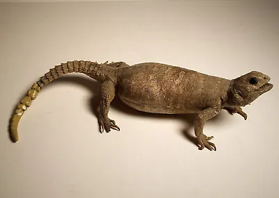 Vintage Taxidermy 13  Stuffed REAL Lizard • $49.95