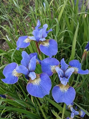 £6 • Buy Iris Sibirica Lincolnshire Yellowbelly - Siberian Iris  