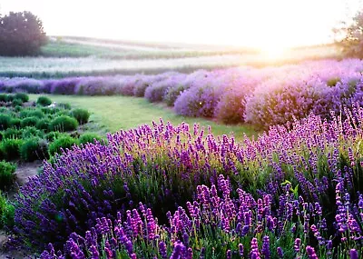 Stunning Lavender Flower Meadow Floral Canvas Picture Print Wall Art • £21.95