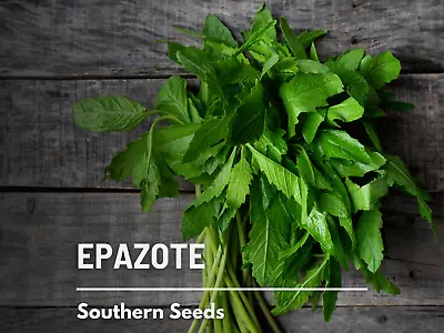 Epazote - Mexican Tea - Culinary & Medicinal Herb - GMO Free • $1.95