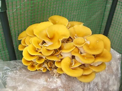 10cc Yellow Oyster (Pleurotus Citrinopileatus) Mushroom Liquid Culture • $5