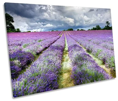 Lavender Field Banstead Surrey Picture SINGLE CANVAS WALL ART Print Purple • £24.99