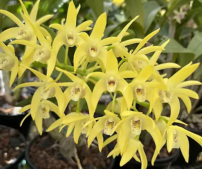 $120 • Buy Orchid Dendrobium Australian Goldrush  Angus  Division IN SPIKE