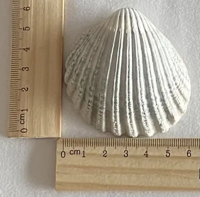 Large Cockle Shells X 20 From The Shores Of Ireland. • £8.95