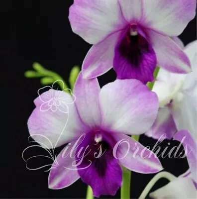 $18 • Buy LD-38 Den. Blue Ocean #10016 - Dendrobium Orchid