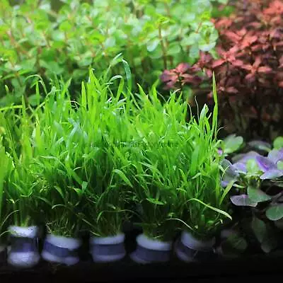 Micro Sword | Aquarium Plants Factory® • $13.99