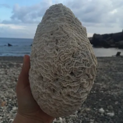 $180 • Buy Natural White Caribbean Brain Coral Fossil, Ocean Salt Water Heavy, Fish Tank 