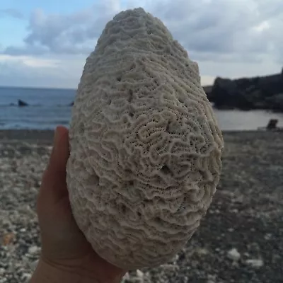 Natural White Caribbean Brain Coral Fossil Ocean Salt Water Heavy Fish Tank  • $180