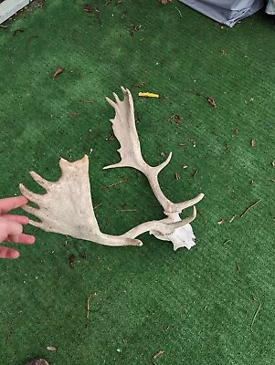 Fallow Deer Buck Antlers And Skull Cap • £150