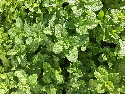 £1.25 • Buy Green Mint (Mentha Viridis) Approx. 1000 Seeds, Herb Seeds
