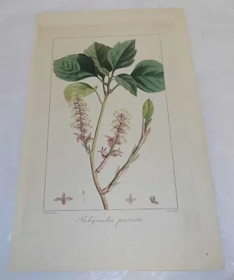 1828 Antique COLOR Flower/Tree Print///PACHYSANDRA GROUND COVER • $24.99