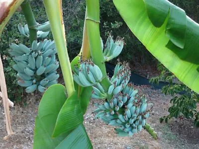 -Musa-ICE CREAM (BLUE JAVA)- Live Banana Tree-SMALL ROOTED STARTER PLANT- • $30.99