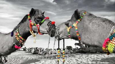 Camel Kiss Modern Canvas Black And White Print Picture Home Wall Art Decor  • $88.90